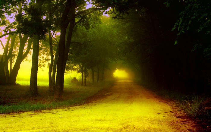 Road through a misty forest