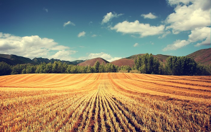 Harvested field with rolling hills and trees under a cloudy sky