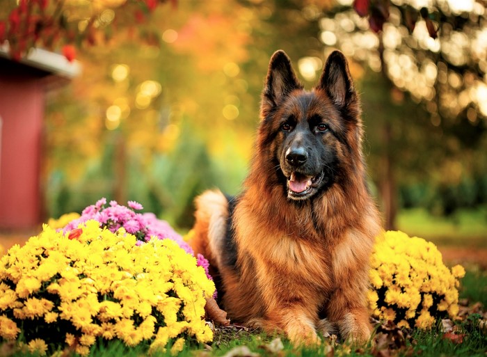 German Shepherd dog lying down with flowers