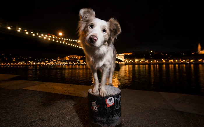 Dog standing on a post at night with city lights
