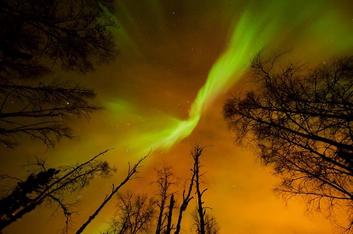 Aurora Borealis over trees