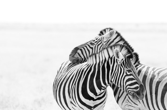 Black and White Zebras in a Field