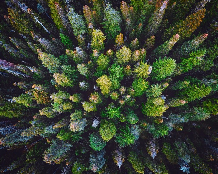 Aerial view of a dense forest with varied trees