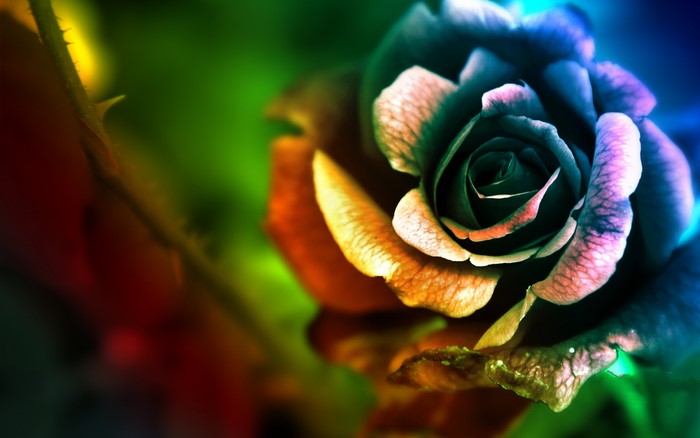 Rainbow Rose with Thorn