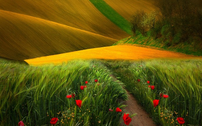 Rolling hills with fields of yellow and green, poppies in the foreground
