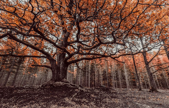 Large oak tree in an autumn forest