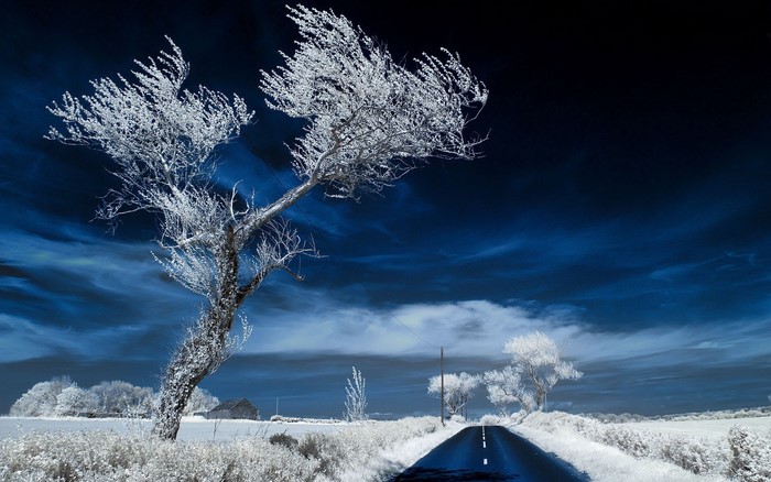 Winter landscape with a road and trees
