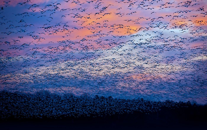 Flock of Snow Geese at Sunset