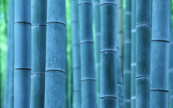 Bamboo forest with blue-green stalks