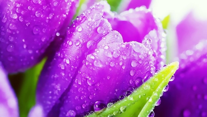 Purple tulips with water droplets