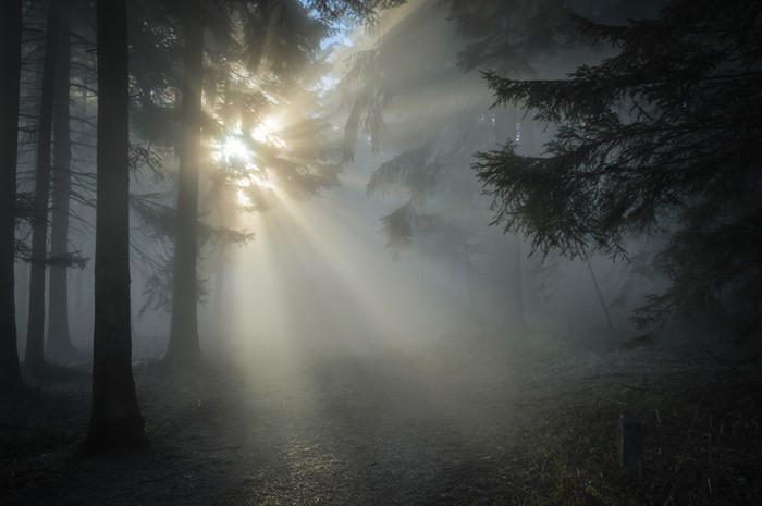 Sunbeams through fog in a dark forest