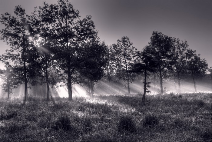 Black and white forest with sunbeams