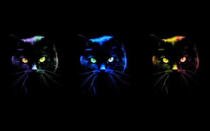Three black cats with colorful lighting