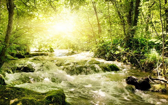 Sunlight streams through trees onto a forest stream