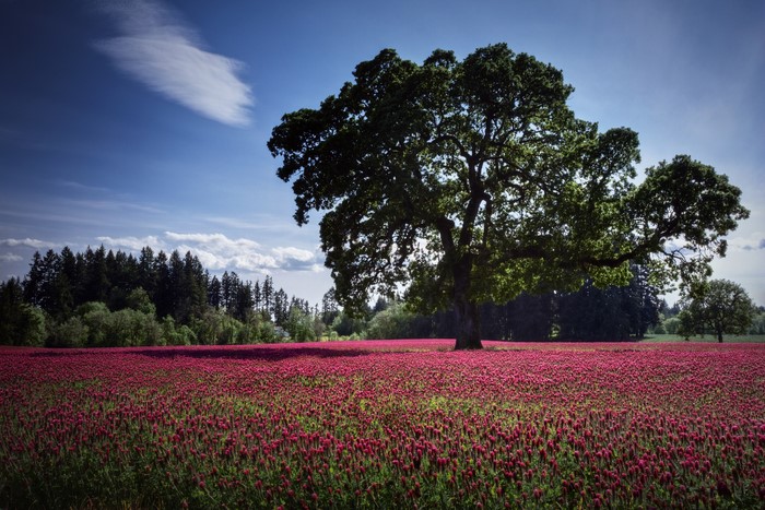 Large tree in a field of red flowers under a blue sky