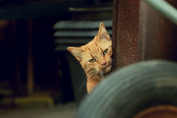 Orange cat peeking from behind rusty metal