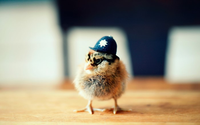 Chick wearing a police hat