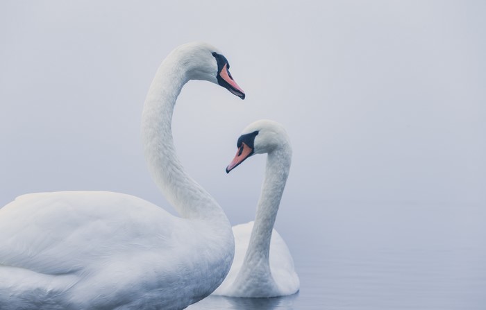 Elegant Mute Swans Gliding on Calm Water
