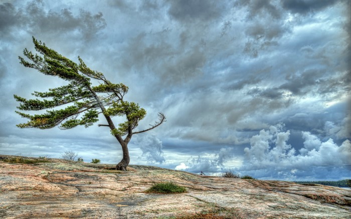 Tree on rocky outcrop under stormy sky