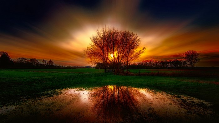 Tree reflection in pond at sunset