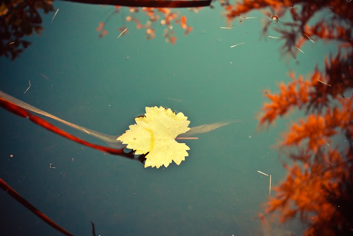 Yellow leaf floating on dark water with reflections