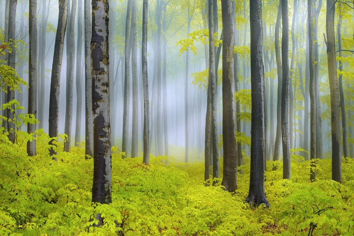 Misty forest with yellow leaves and tall trees