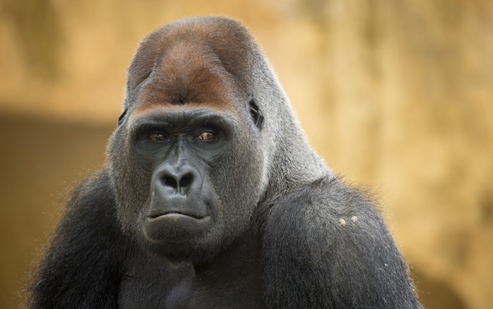 Close-up of a Silverback Gorilla