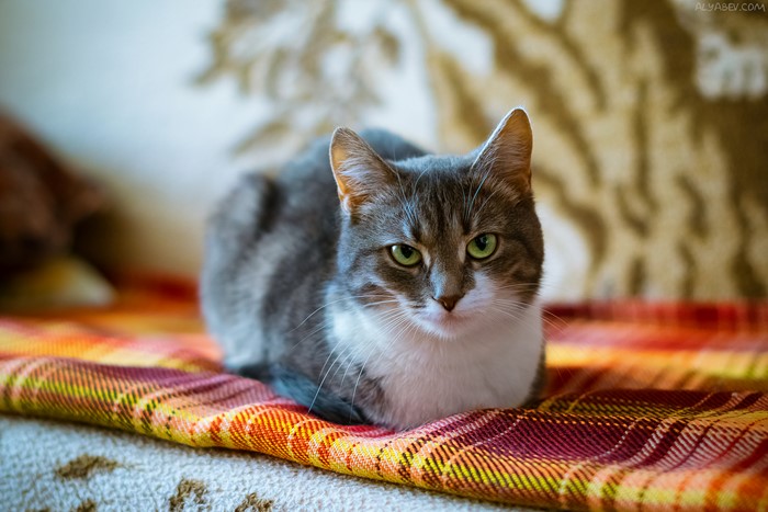 Gray and white cat on a blanket