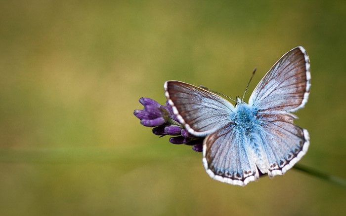 Blue butterfly on a lavender flower