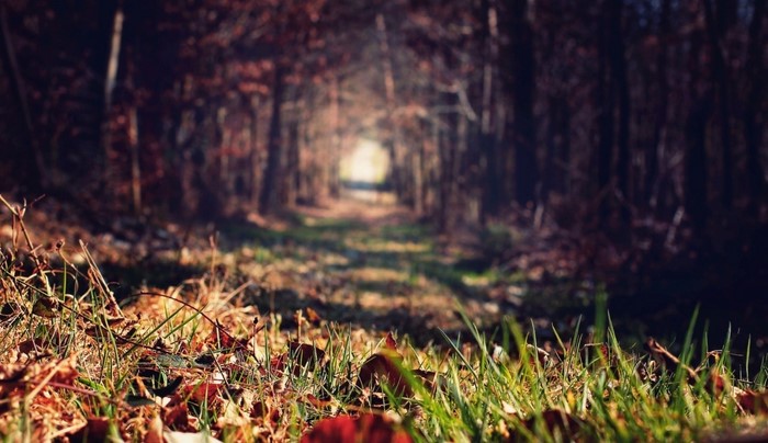 Path through a forest in autumn