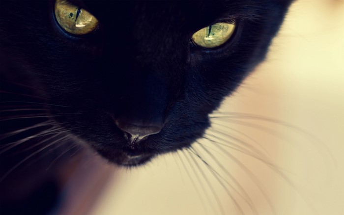 Close-up of a black cat's face