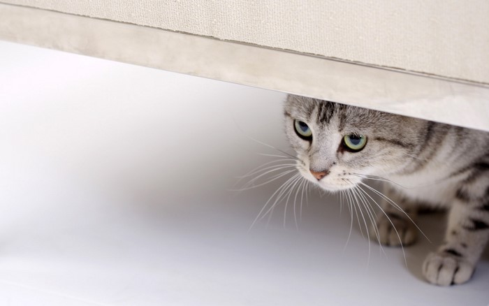 A tabby cat peeking from under furniture