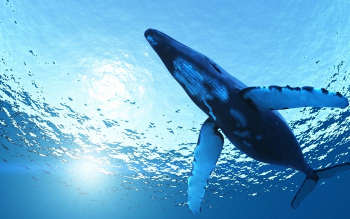 Humpback whale swimming underwater