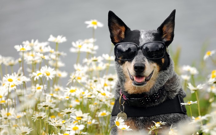 Dog wearing sunglasses in a field of daisies