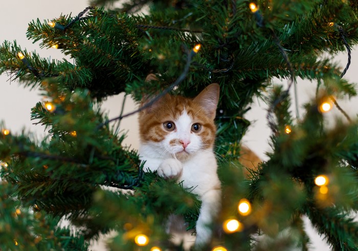 Orange and white kitten in a Christmas tree