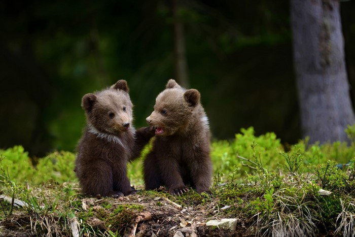 Two Adorable Bear Cubs in Forest Clearing