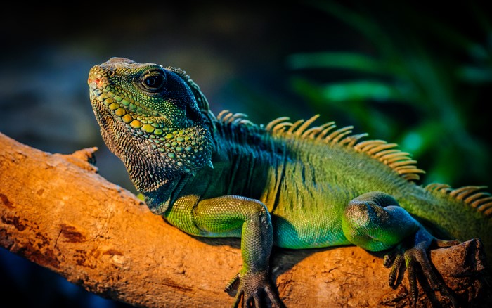 Green Iguana on a branch