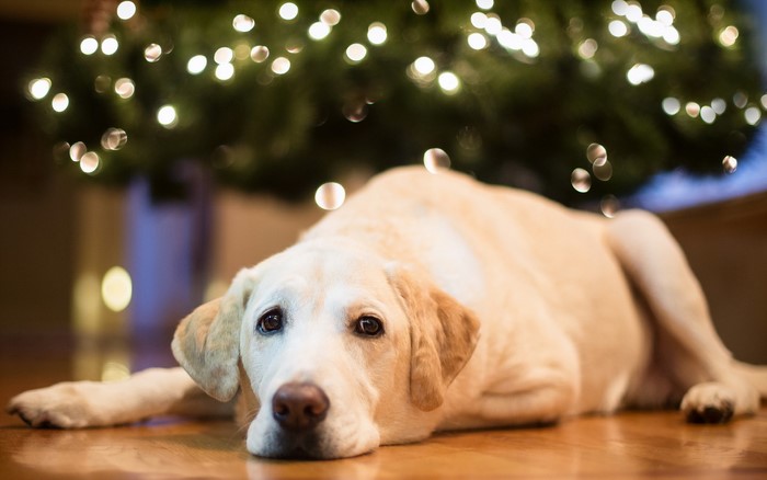 Labrador dog lying down near Christmas tree lights
