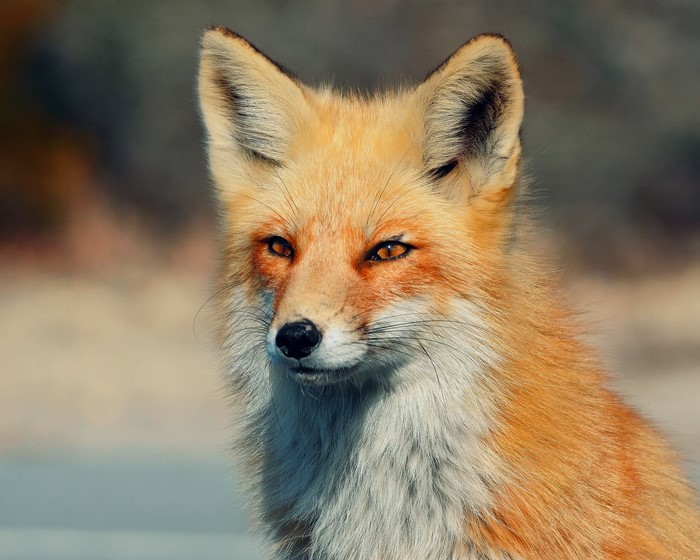 Red Fox Close-up Portrait