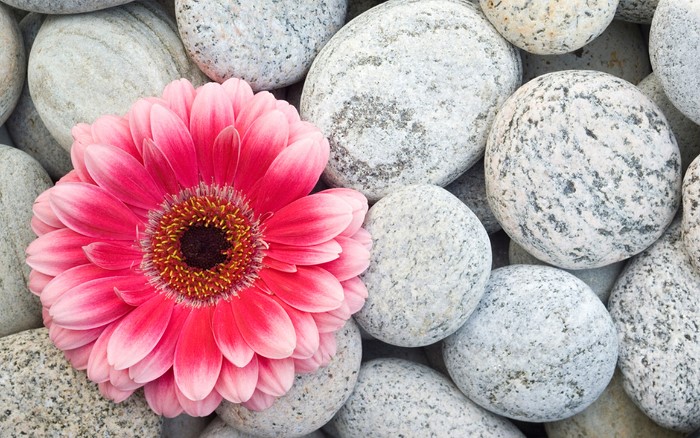 Pink Gerbera Daisy on Smooth Stones