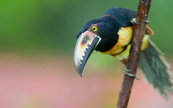 Collared Aracari Toucan perched on a branch