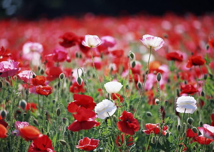 Field of red and white poppies
