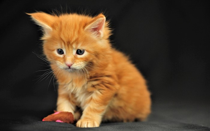 Orange fluffy kitten with a toy mouse