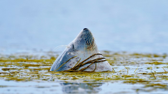Seal emerging from seaweed in water