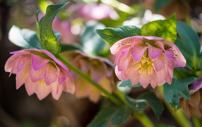 Pink Hellebore Flowers with Green Leaves