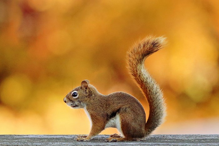 Squirrel on a wooden surface with blurred autumn background