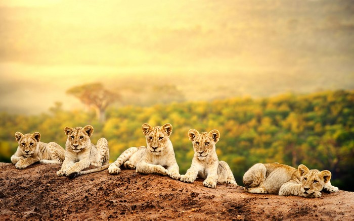 Five lion cubs resting on a dirt mound