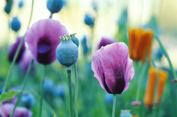 Field of Poppies with Purple and Orange Flowers