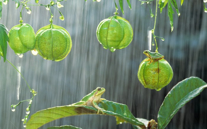 Two tree frogs on plants during rain