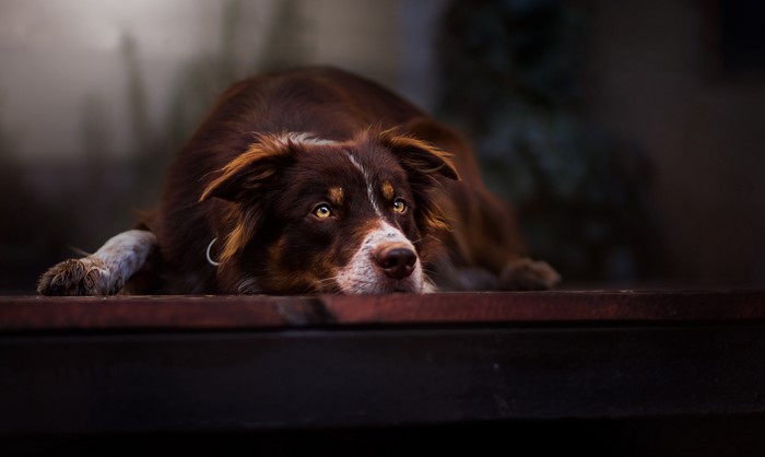 Brown Border Collie dog resting